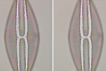 Basics of Light Microscopy: Resolution & Magnification
