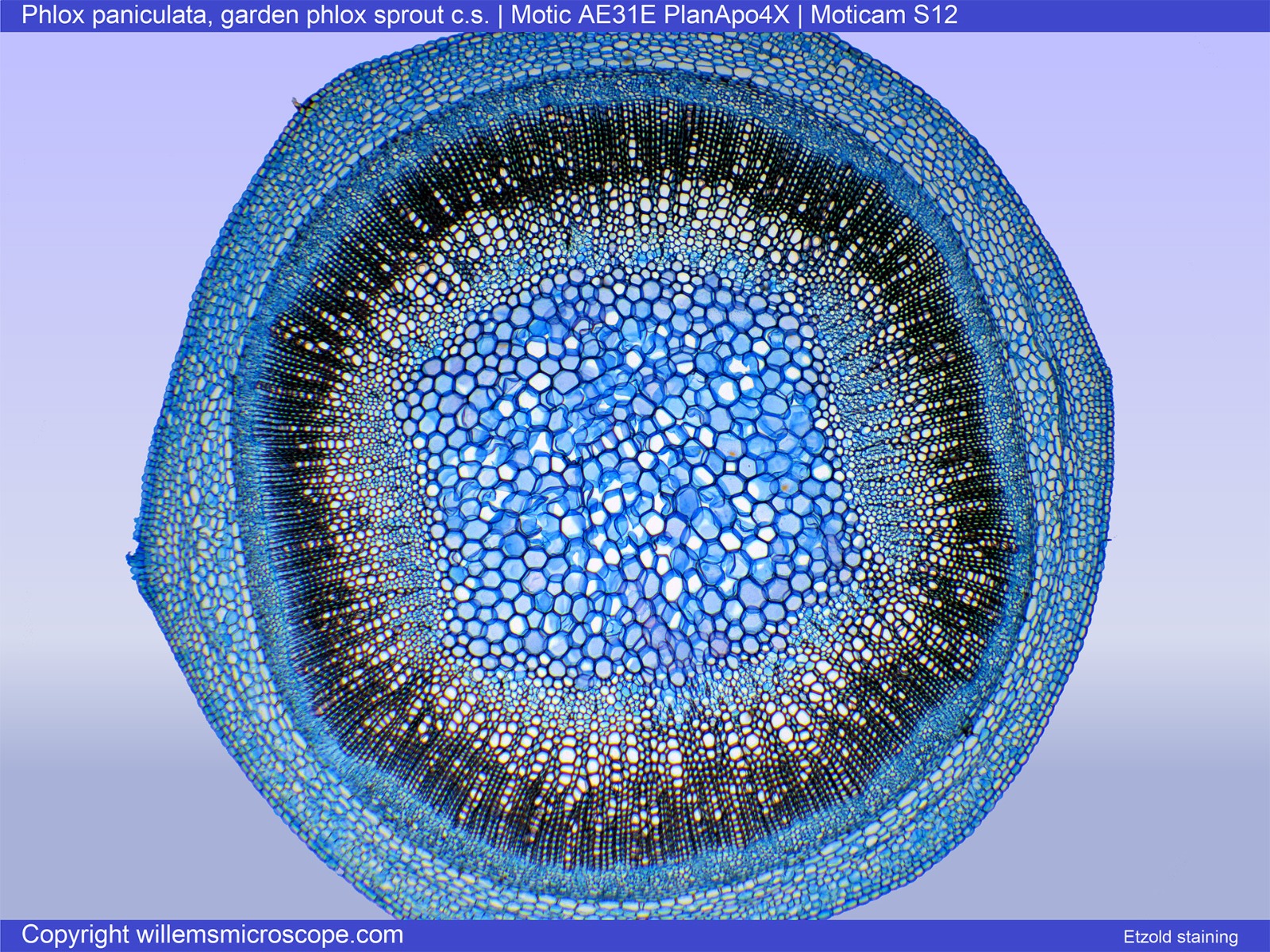 phlox paniculata under microscope